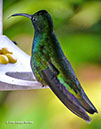 Green-breastedMangoP1040337