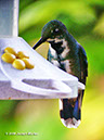 Green-breastedMangoP1040411