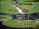 NorthernJacanaP1040181
