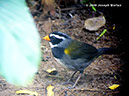 Orange-billedSparrowP1030932a