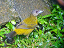Passerini'sTanagerP1030710