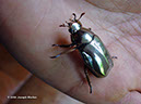 PlusiotisP1040078