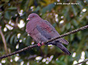 Red-billedPigeonP1040217