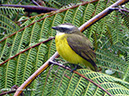 SocialFlycatcherP1040572