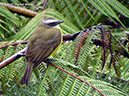 SocialFlycatcherP1040580