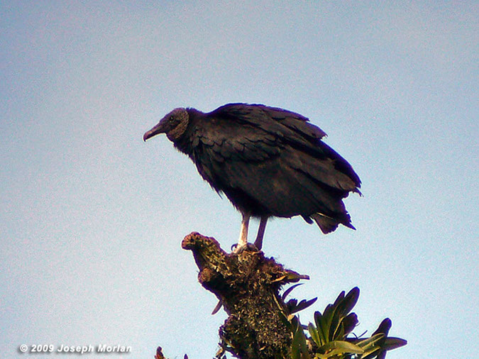 BlackVultureP1050353