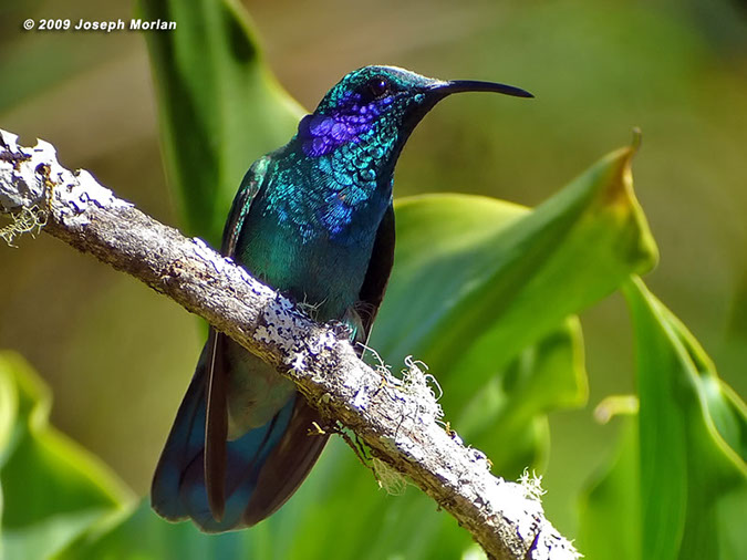 GreenVioletearP1040751