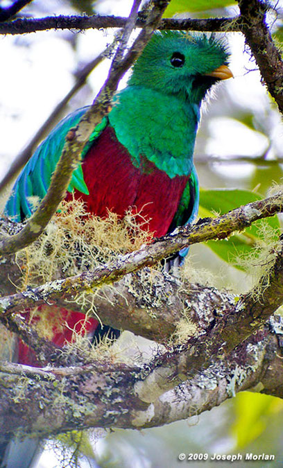RespendentQuetzalP1050046