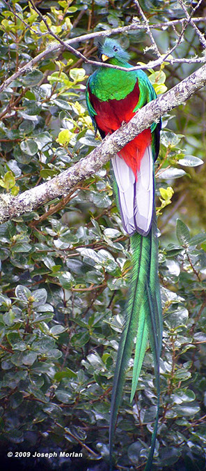 ResplendentQuetzalP1050125