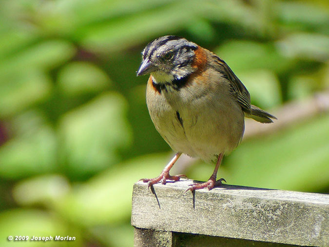 Rufous-collaredSparrowP1050361