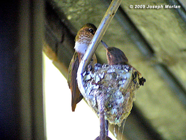 ScintillantHummingbirdP1050239