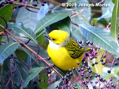 Silver-throatedTanagerP1050580