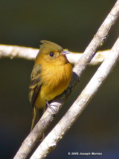 TuftedFlycatcherP1050326a