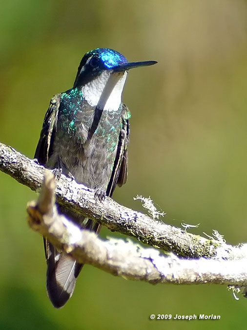 White-throatedMountain-gemP1040868