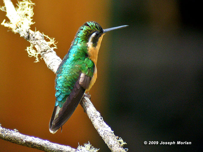 White-throatedMountainGemP1050369