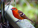 Flame-coloredTanagerP1050024