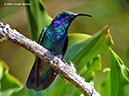 GreenVioletearP1040751
