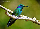 GreenVioletearP1040809