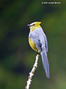 Long-tailedSilky-FlycatcherP1050179