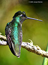 MagnificentHummingbirdP1040738
