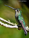 MagnificentHummingbirdP1040833