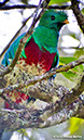 RespendentQuetzalP1050046