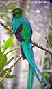 ResplendenQuetzalP1050090