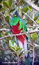 ResplendentQuetzalP1050109