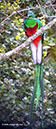 ResplendentQuetzalP1050125