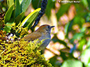 Ruddy-cappedNightingale-ThrushP1050308