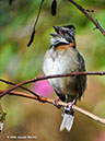 Rufous-collaredSparrowP1050281