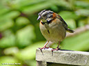 Rufous-collaredSparrowP1050361
