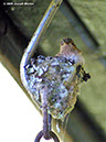 ScintillantHummingbirdP1050236