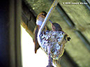 ScintillantHummingbirdP1050239