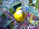 Silver-throatedTanagerP1050579