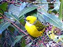 Silver-throatedTanagerP1050580