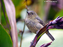 SlatyFlowerpiercerP1040946