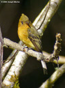 TuftedFlycatcherP1050335
