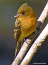 TuftedFlycatcherP1050345