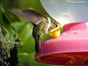 VolcanoHummingbirdP1040919
