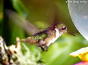 VolcanoHummingbirdP1040926