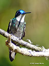 White-throatedMountain-gemP1040868