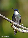 White-throatedMountain-gemP1040875