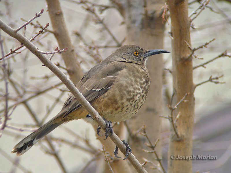 Curve-billed Thrasher (Toxostoma curvirostre) 