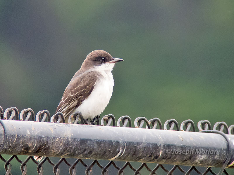 Eastern Kingbird (Tyrannus tyrannus)