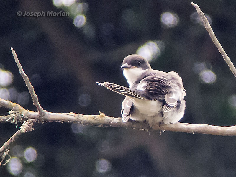 Eastern Kingbird (Tyrannus tyrannus)