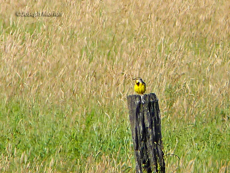  Eastern Meadowlark (Sturnella magna) 