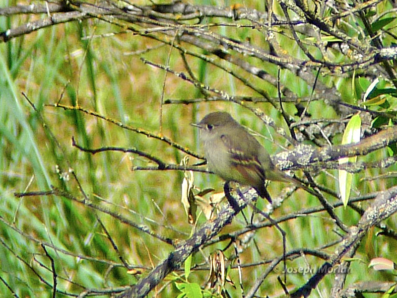 Hammond's Flycatcher (Empidonax hammondii)