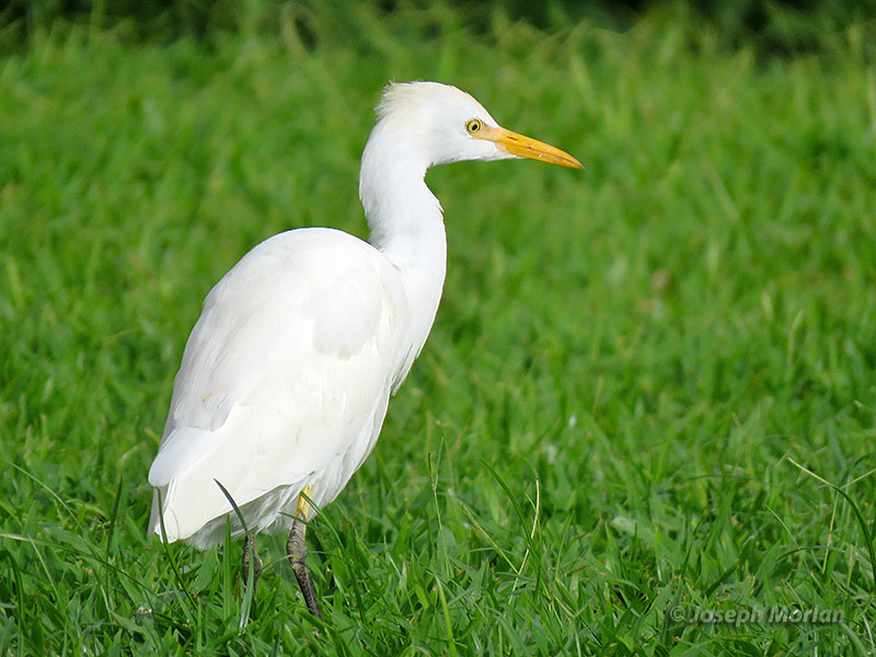 Cattle Egret (Bubulcus ibis
) 