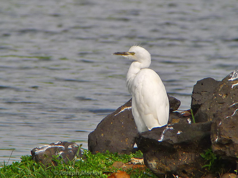 Cattle Egret (Bubulcus ibis
) 
